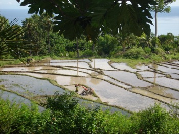 Pola ryżowe w okolicach Baucau