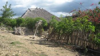 Typowa zagroda, najbardziej charakterystyczny widok timorskiej wsi.